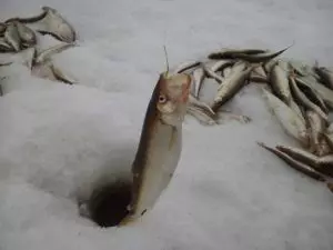 Зимняя рыбалка корюшка