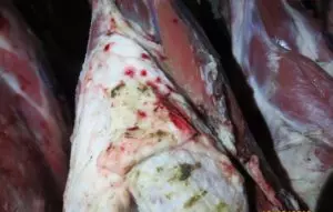 Причины гниения мяса рыбы