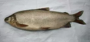 Крупная рыба из сигов