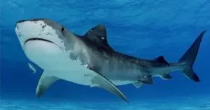 Акулы кто они млекопитающие или рыбы
