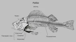 Что такое хребет у рыбы