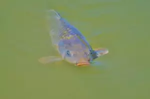 Рыба плавает на поверхности воды