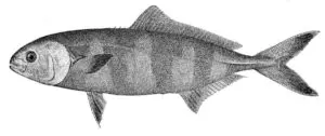 Лоцман рыба википедия