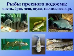 Рыбы которые живут в пресной воде