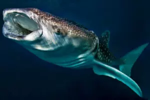 Акулы кто они млекопитающие или рыбы