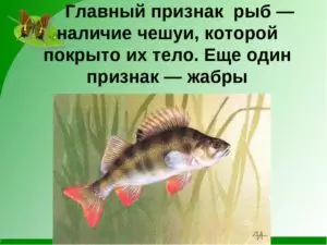Рыбы признаки рыб