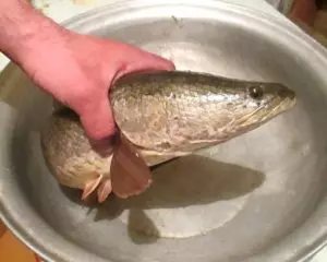 Рыба змееголов что можно приготовить