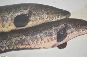Рыба змееголов что можно приготовить