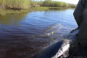 Псковская область река великая рыбалка