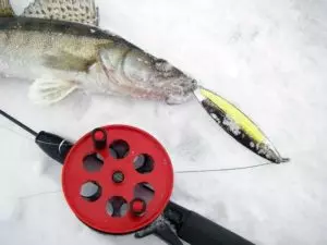 Техника ловли судака зимой видео на блесну