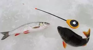 Как ловить голавля зимой на маленькой речке