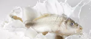 Почему нельзя есть рыбу