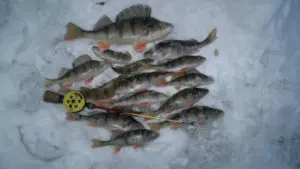 Зимняя рыбалка 35 в вологде