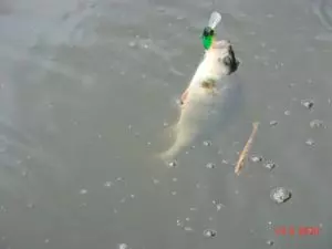 Ловля рыбы на козу видео
