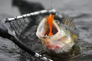 Способы ловли рыбы осенью