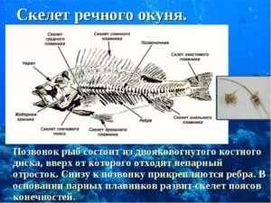 Что такое хребет у рыбы