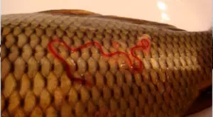 Карп черви под чешуей