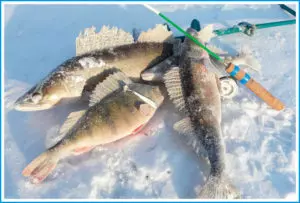 Зимой как можно поймать судака